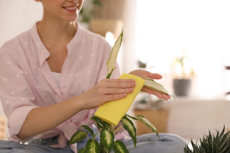 5 Spring Cleaning Tips from Expert House Cleaners in Perth